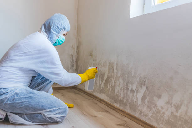Licensed Mold Removal service in Reedville, VA - WQB Mold Removal